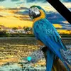 Ronyjose - @ronyjose528 - TikTok