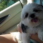 Theodore Roosevelt King - @teddyweddyking - Instagram