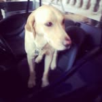 Roosevelt Longboy - @rooseveltlongboy - Instagram