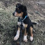 Roosevelt Sedelmyer-Lyons - @roosevelt_the_pup - Instagram