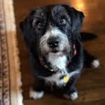 Rosie - @itsrooseveltmackinzie - Instagram