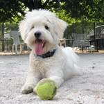 Theodore Roosevelt Manuel - @teddythepomachon - Instagram