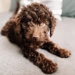 Otis Roosevelt Miller - @otie.ro.theaussiedood - Instagram