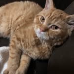 Theodore Roosevelt Miller - @teddy.rose.thecat - Instagram