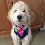 Teddy Roosevelt & Tucker Grant - @teddyandtuck - Instagram