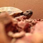 Tuck - @rooseveltleetucker_official - Instagram