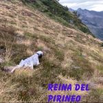 Roque Fernandez - @reinadelpirineosetteringles - Instagram