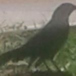 Roque Guerrero - @roque.guerrero.161 - Instagram