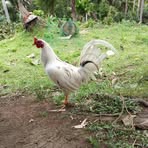 Roque Lopez - Facebook