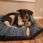 Janet Roque-Torres - @theinternalmedicinevet - Instagram