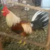 Roque Valdez - @roquevaldez395 - TikTok