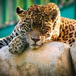 Roque Pablo Yanez - @roquepablo1010 - Instagram