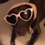 Roary Hearts - @rorybeardog - Instagram