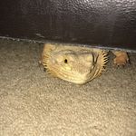 Rory - @rory_the_beardie - Instagram