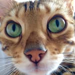 Rory The Cat - @rorybenjamin1 - Instagram