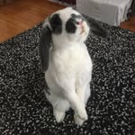 Rory Carlson - @rorschach_thelop - Instagram