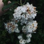 Rory Connell - @rozzer047 - Instagram