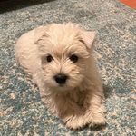 Rory Cullen - @rory.the.westside.westie - Instagram