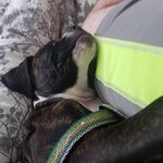 Rory Elliott - @rory.thebulldog - Instagram