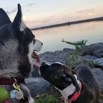 Wilson & Rory Elliott - @elliottpuppies - Instagram