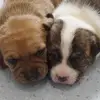 Rory Angel Mcnugget - @rory.mcnugget - TikTok