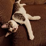 Rory Gilmore Flint - @a_cat_named_rory - Instagram