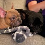 Rory and Franklin - @roandfrankthefrenchies - Instagram