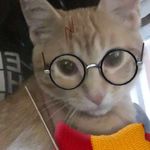 Rory Gilmore Hansen - @rorycatx - Instagram