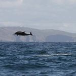 Rory Jackson - @westcorkoceantours - Instagram