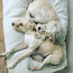 Rory and Kirk - @roryandkirk - Instagram