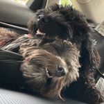 Rory🐶Lane🐶🐾 - @rory_lane_doodlies - Instagram