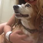 Rory Lawrence - @the_doggy_rory - Instagram