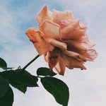 @_rorylewis_ - Instagram