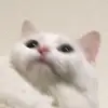rory - @rorylewiss - TikTok