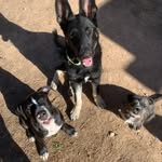 Max Sugar Bo Rory Luke Moose - @pupsquad106 - Instagram