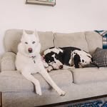 Rory and Luke 🐾 - @gilmore_dogs - Instagram