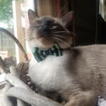 Rory Luke - @rorylukethecat - Instagram