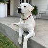 Rory the Marshmallow Bear - @rory.marshmallow.bear - TikTok