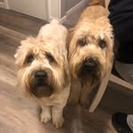 Rory McClain & Finn O'Shea - @rorythewheatie - Instagram