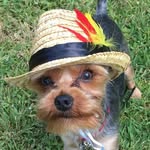 Rory Monroe Morrow - @rory.yorkie - Instagram