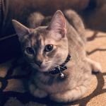 Rory Phillips - @rorythecatphillips - Instagram