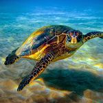 Rory Phillips - @ror_ylikesturtles123 - Instagram