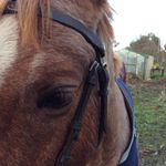 Rory Roberts - @that.sassy.roan.xtras - Instagram