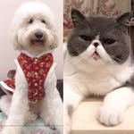 𝐑𝐨𝐫𝐲🐱𝐑𝐲𝐚𝐧🐶 𝒢𝒾𝑔𝒾💁🏻‍♀️ - @rory_ryan213 - Instagram