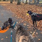 Vale, Rory & Clyde - @valeroryandclyde - Instagram