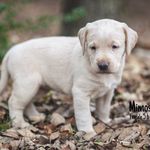 Rory Ward - @audryethepocketlabrador - Instagram