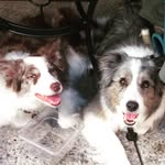 Rory Weaver, Border Collie - @thecollieswithoutborders - Instagram