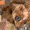 user6245945110049 - @roryweaver1 - TikTok