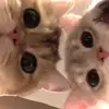 user4072307330981 - @rorywebervmuw0h - TikTok