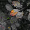 Rory Wright - @rory.is.flying - TikTok